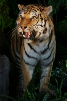 4_siberie-tigre-de-lamour.jpg